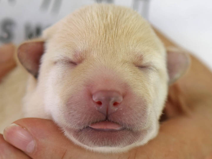 chinook puppy